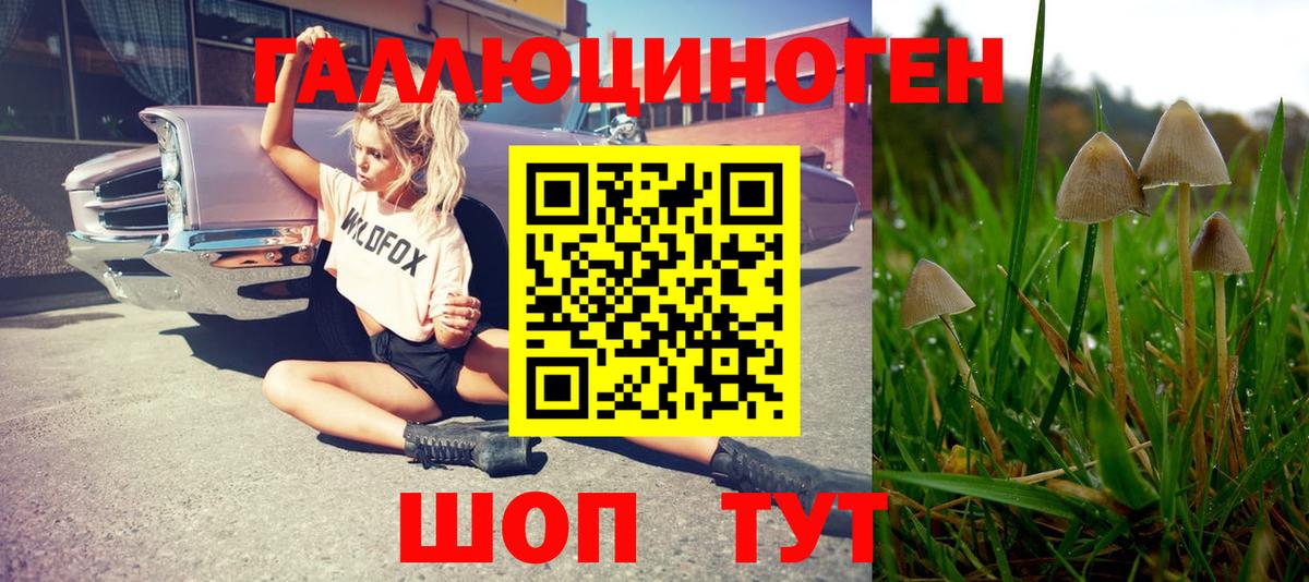 Галлюциногенные грибы Cubensis  Псилоцибиновые грибы MAGIC MUSHROOMS  Камень-на-Оби  купить наркотик  Вход с VPN 